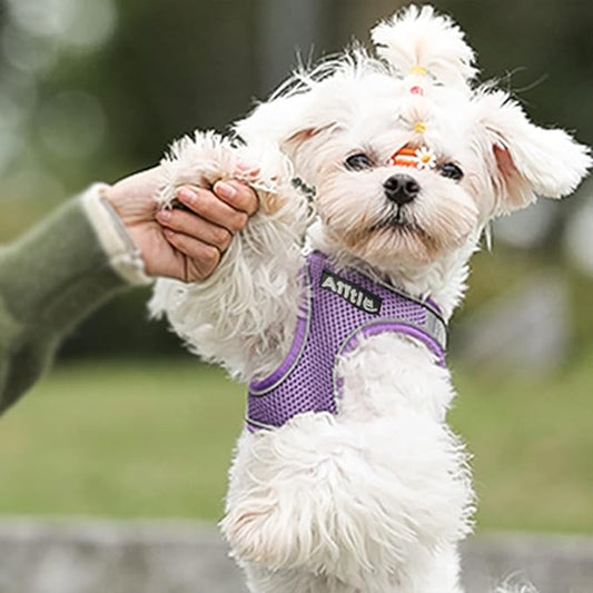 AIITLE No Pull Dog Harness and Leash Set, Step in Adjustable Dog Harness with Padded Vest for All Weather, Dog Leash with Soft Padded Handle, Easy to Put on Small and Medium Dogs Purple S