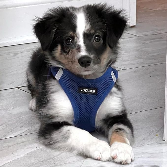 Best Pet Supplies Voyager Step-in Air All Weather Mesh Harness and Reflective Dog 5ft Leash Combo with Neoprene Handle, for Small, Medium and Large Breed Puppies - Set (Royal Blue), XX-Small
