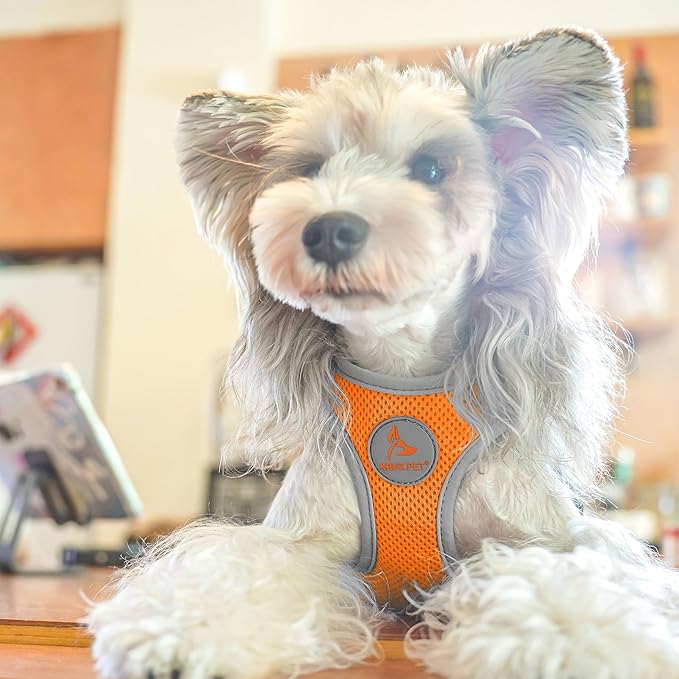 Kruz Dog Harness (Chest 13.5"-14.5", Weight 4–6 lbs) Athletica Adjustable Heavy Duty No Choke Puppy Vest for Small Dogs Lightweight Air Mesh, Reflective, Puppy Essentials – Orange, X-Small