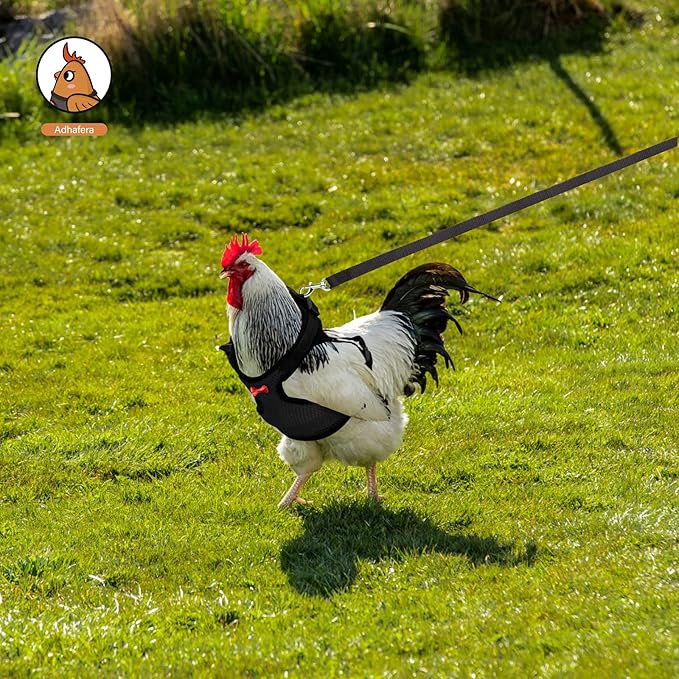 Adhafera Chicken Harness with Leash, Upgraded Double Adjustment Chicken Harness and Leash Set for Hens, Duck, Goose, Small Pet (Black, L)