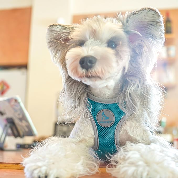 Kruz Dog Harness (Chest 13.5"-14", Weight 4–6 lbs) Athletica Adjustable Heavy Duty No Choke Puppy Vest for Small Dogs Lightweight Air Mesh, Reflective, Puppy Essentials – Turquoise, X-Small