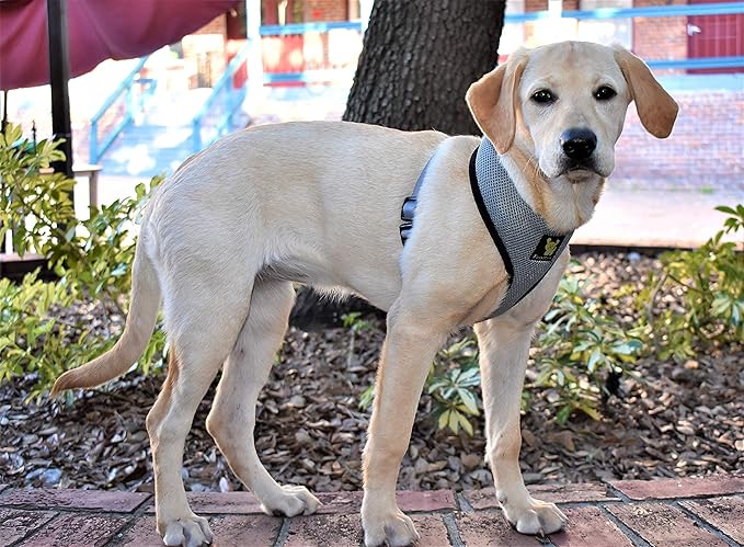 EcoBark Dog Harness - Eco-Friendly Max Comfort Harnesses - Luxurious Soft Mesh Halter - Over The Head Harness Vest- No Pull and No Choke for Large, XL, and XXL Dogs (XL, Gray)