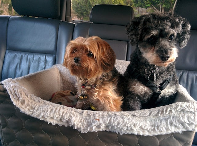 Dog Car Seats