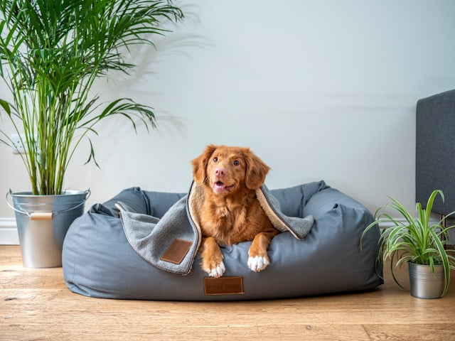 Calming Dog Beds
