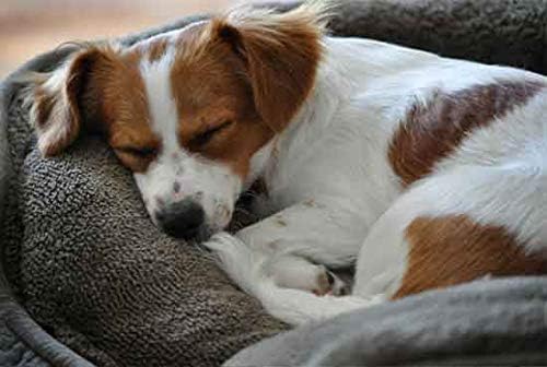 PET SUPPLEMENTS & NUTRITION LLC Dog Joint and Relief - Joint Health with Turmeric - MSM - GLUCOSAMINE - Hip Support - msm for Dogs Joint Support - 60 Tablets (1 Bottle)