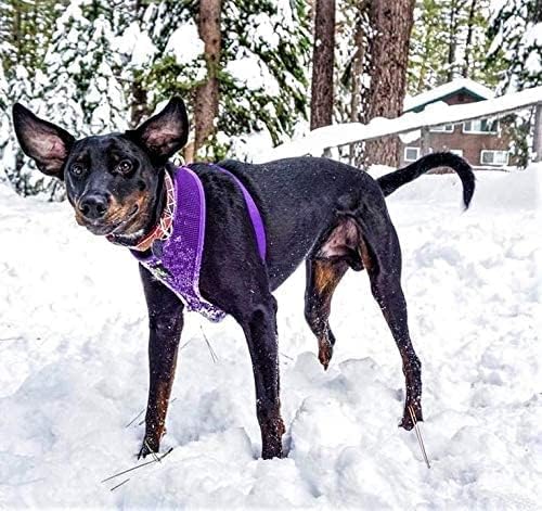 EcoBark Dog Harness - Eco-Friendly Max Comfort Harnesses - Luxurious Soft Mesh Halter - Over The Head Harness Vest- No Pull and No Choke for Puppy, Small Breeds & Medium Dogs (Large, Purple)