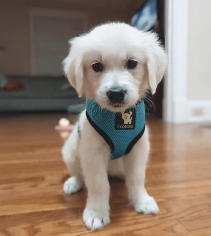 EcoBark Dog Harness - Eco-Friendly Max Comfort Harnesses - Luxurious Soft Mesh Halter - Over the Head Harness Vest- No Pull and No Choke for Small, Toy Breed, and Teacup Dogs (XS, Teal Blue)