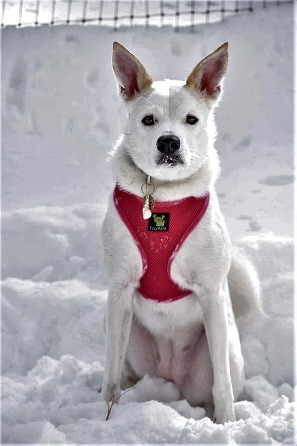 EcoBark Dog Harness - Eco-Friendly Max Comfort Harnesses - Luxurious Soft Mesh Halter - Over The Head Harness Vest- No Pull and No Choke for Puppy, Small Breeds & Medium Dogs (Large, Red)