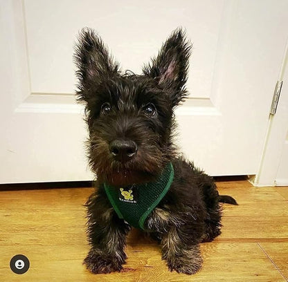 EcoBark Dog Harness - Eco-Friendly Max Comfort Harnesses - Luxurious Soft Mesh Halter - Over The Head Harness Vest- No Pull and No Choke for Large, XL, and XXL Dogs (XL, Forest Green)