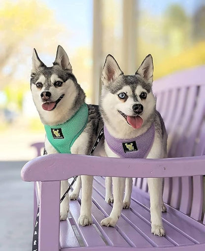 EcoBark Dog Harness - Eco-Friendly Max Comfort Harnesses - Luxurious Soft Mesh Halter - Over the Head Harness Vest- No Pull and No Choke for Small, Toy Breed, and Teacup Dogs (XS, Turquoise Mint)