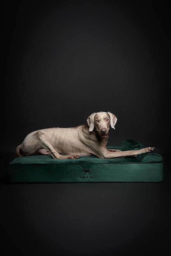 NOAH & PAW XL Dog Bed, 45x35x9.1 Inch, Orthopedic Large Dog Beds, Eggshell Memory Foam Infused with Cooling Gel, Waterproof, Machine Washable, Includes Inner Cover (Velvet Collection)