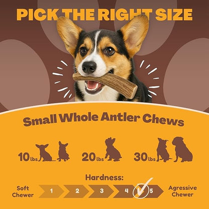 WhiteTail Naturals - Antlers for Small Dogs (3 Pack) Deer Antler Dog Chew Bones for Small Aggressive Chewers - Long Lasting Horn Chew Toys - Naturally Shed