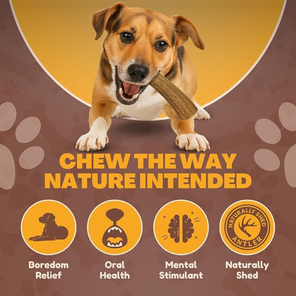 WhiteTail Naturals - Deer Antlers for Dogs - Long Lasting Antler Dog Chews - Crafted in USA, Naturally Shed Antler Dog Bones for Aggressive Chewers (Thick-Medium- 1 Pack)