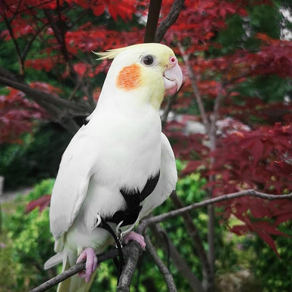 VANFAVORI Adjustable Bird Harness with 80 Inch Leash, Outdoor Flying Kit Training Rope for Bird Parrots Cockatiel S Size Weight 70-120 Grams,Black