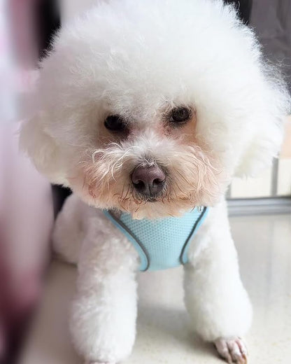 Solmoony Dog Harness for Small Medium Dogs No Pull, Puppy Harness and Leash Set, Puppy Harness, Step in Harness for Small Dogs, mesh Dog Harness. (Bule, M)