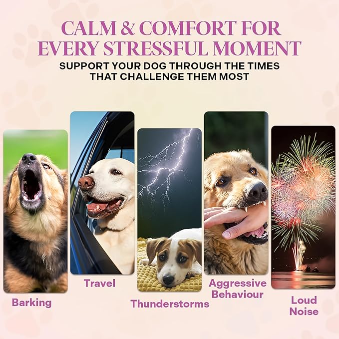 Healthy Dogma - Peaceful Pooch | Powder Calming Supplement for Dogs Dealing with Anxiety, Separation Stress, Noise, Thunder and Barking (6 Oz)