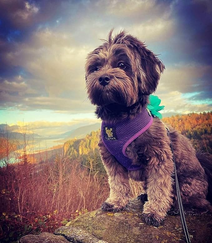 EcoBark Dog Harness - Eco-Friendly Max Comfort Harnesses - Luxurious Soft Mesh Halter - Over The Head Harness Vest- No Pull and No Choke for Puppy, Toy Breeds & Small Dogs (Medium, Purple)