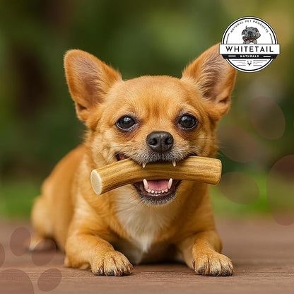 WhiteTail Naturals - Deer Antlers for Extra Small Dogs (12 Pack) Natural Dog Antler Chews for Puppies & Small Aggressive Chewers - Long Lasting Chew Bones