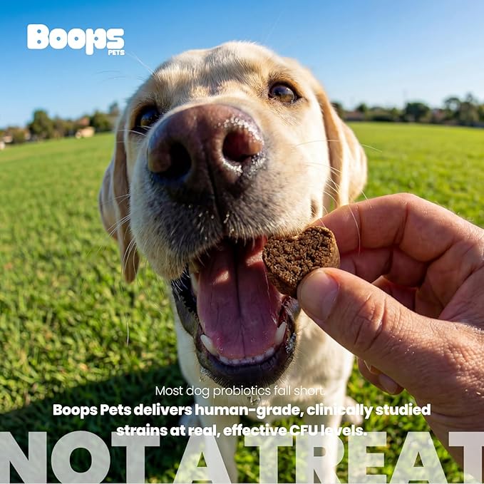 Probiotics for Dogs – 30 Billion CFU with Pre, Postbiotics & Digestive Enzymes – Supports Gut Health, Immunity, Loose Stools & Allergies – Filet Mignon Flavor – Vet Formulated – 60 Chews