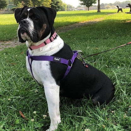 PUPTECK No Pull Dog Harness Soft Adjustable Basic Nylon Step in Puppy Vest Outdoor Walking with ID Tag