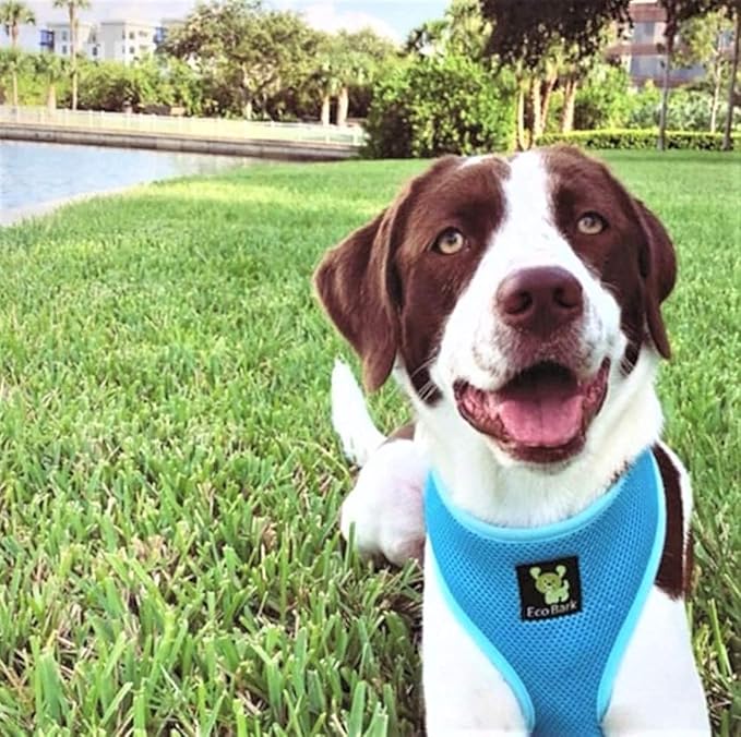 EcoBark Dog Harness - Eco-Friendly Max Comfort Harnesses - Luxurious Soft Mesh Halter - Over The Head Harness Vest- No Pull and No Choke for Puppy, Small Breeds & Medium Dogs (Large, Sky Blue)