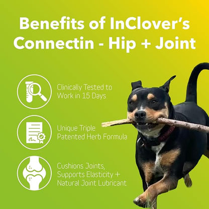 InClover Connectin Natural Hip & Joint Supplement for Cats with Glucosamine, Chondroitin & Hyaluronic Acid - Powder for Dog Mobility, Comfort & Active Lifestyle Support, 3.2oz