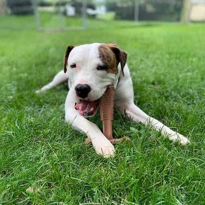 SPOT Bam-Bones Plus Coffee Wood T-Bone Dog Chew Toy, Beef Flavor, Nylon and Coffee Wood Fiber Blend, Durable Chew for Heavy Chewers and Dogs Under 60 lbs, Non-Splintering Dental Chew, 6 Inch