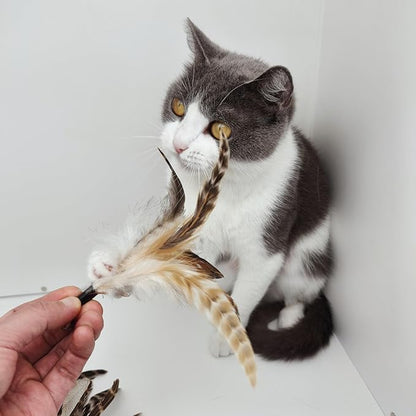 miwoowim Natural unstained Feathers,8PCS Cat Feather Toys Replacement Wand Toy Refills, Cat Feathers Refill for Indoor Cats,Perfect Wand Attachments