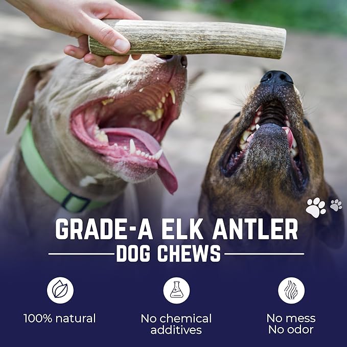 Devil Dog Pet Co - Elk Antler for Dogs Jumbo - Long Lasting Natural Dog Chew for Power Chewers, Large to XL Breeds - Naturally Shed Grade A Rocky Mountain Elk, Anxiety & Boredom Relief (70-95 lbs)