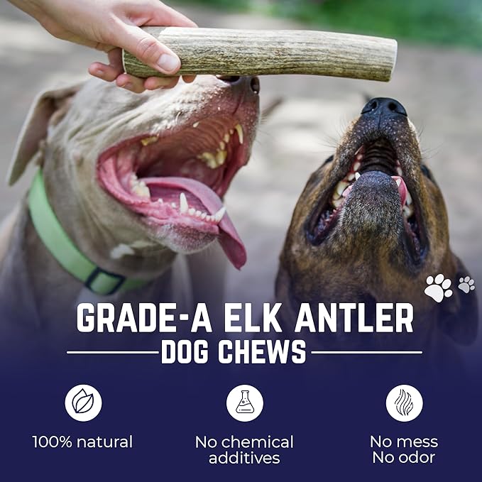Devil Dog Pet Co - Elk Antler for Dogs Monster 12.5 oz Min - Long Lasting Dog Chew for XL & Giant Breed Power Chewers - Naturally Shed Grade A Rocky Mountain Elk, Anxiety & Boredom Relief (90+ lbs)