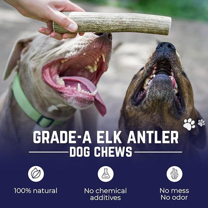 Devil Dog Pet Co - Elk Antler for Dogs Monster 12.5 oz Min - Long Lasting Dog Chew for XL & Giant Breed Power Chewers - Naturally Shed Grade A Rocky Mountain Elk, Anxiety & Boredom Relief (90+ lbs)