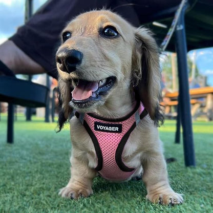 Best Pet Supplies Voyager Step-in Air All Weather Mesh Harness and Reflective Dog 5ft Leash Combo with Neoprene Handle, for Small, Medium and Large Breed Puppies - Set (Pink Base), Small