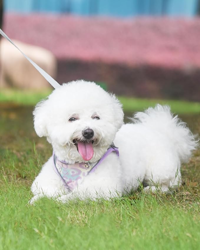 Dog Harness for Small Medium Dogs No Pull, Cat Harness and Leash Set, Step in Puppy Harness (Purple, XS)