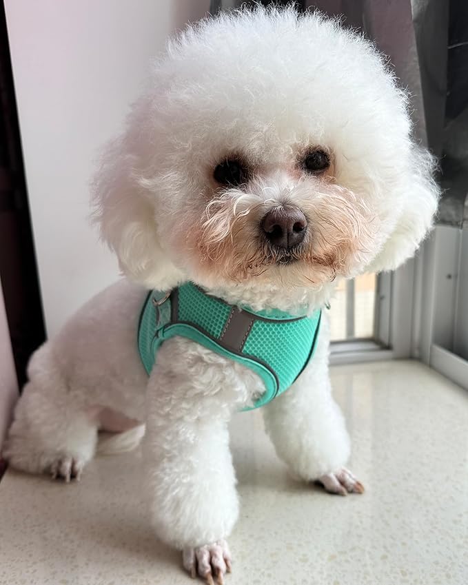 Solmoony Dog Harness for Small Medium Dogs No Pull, Puppy Harness and Leash Set, mesh Dog Harness. (Green, XS)