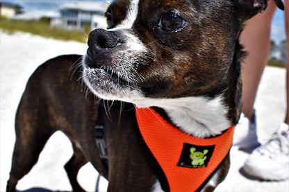 Dog Harness Soft Gentle No Pull No Choke Dog Harnesses Double Padded Halter Ultra Cushion Walking Breathable Mesh Dog Vest for Puppies XS Small Medium Large XL (Medium (Neck 12 to 14 in), Orange)