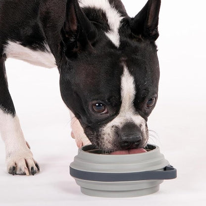 Cleverpup Nomad Small Collapsible Travel Dog Bowl - 2 Cup BPA-Free Silicone for Small & Medium Dogs, Portable & Sturdy, Food & Water, Dishwasher Safe - Grey