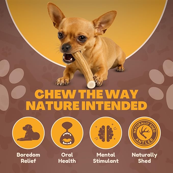 WhiteTail Naturals - Deer Antlers for Extra Small Dogs (12 Pack) Natural Dog Antler Chews for Puppies & Small Aggressive Chewers - Long Lasting Chew Bones