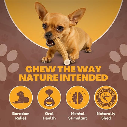 WhiteTail Naturals - Deer Antlers for Extra Small Dogs (12 Pack) Natural Dog Antler Chews for Puppies & Small Aggressive Chewers - Long Lasting Chew Bones