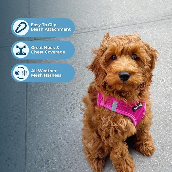 Best Pet Supplies Voyager Step-in Air All Weather Mesh Harness and Reflective Dog 5ft Leash Combo with Neoprene Handle, for Small, Medium and Large Breed Puppies - Set (Fuchsia), XX-Small
