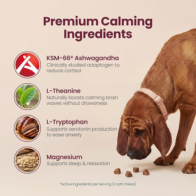 Calming Chews for Dogs – KSM-66 Ashwagandha, L-Theanine & Melatonin – Supports Relaxation & Calm Behavior – Great for Storms, Fireworks, Travel & Vet Visits – Turkey & Beef Flavor