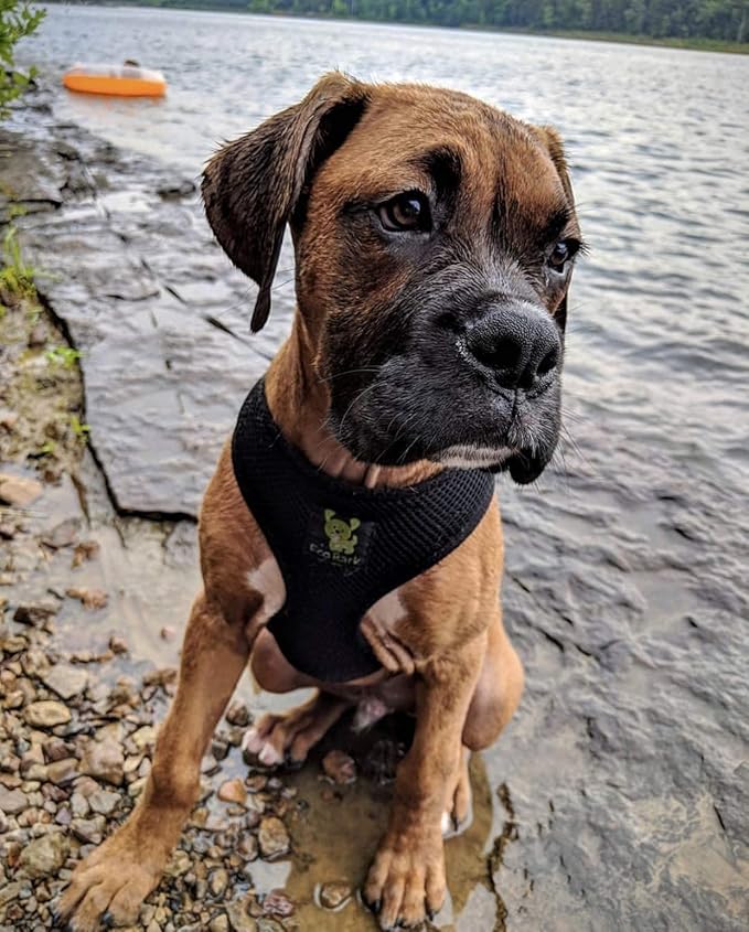 EcoBark Dog Harness - Eco-Friendly Max Comfort Harnesses - Luxurious Soft Mesh Halter - Over The Head Harness Vest- No Pull and No Choke for Medium and Large Breed Dogs (Black, XL)