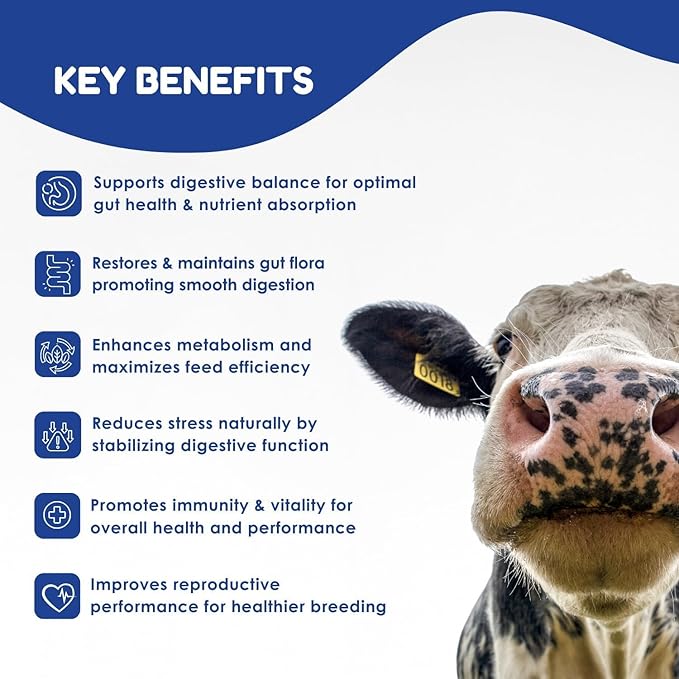 Ruminant Probiotic Paste for Cattle & Goats | Prebiotic + Probiotic | 6 Strains, 8B CFU | Digestive, Rumen & Immune Support - Pack of 2-80G Each