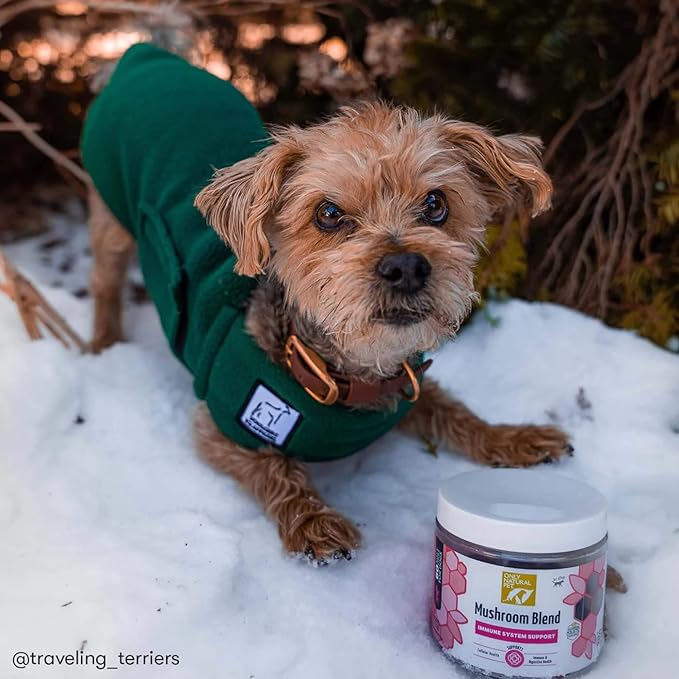 Only Natural Pet Mushroom Blend Immune System Support Supplement for Dogs - Boost Healthy Cellular, Digestive, & Liver Function - Multivitamin Beta-Glucan & Antioxidant - Bacon Flavor 60 Soft Chews