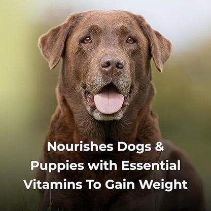 PetAg Dyne High Calorie Liquid Nutritional Supplement for Dogs & Puppies 8 Weeks and Older - 16 oz, Pack of 2 - Supports Performance and Endurance - Sweet Vanilla Flavor