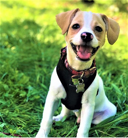 EcoBark Dog Harness - Eco-Friendly Max Comfort Harnesses - Luxurious Soft Mesh Halter - Over the Head Harness Vest- No Pull and No Choke for Puppy, Toy Breeds & Small Dogs (Small, Black)