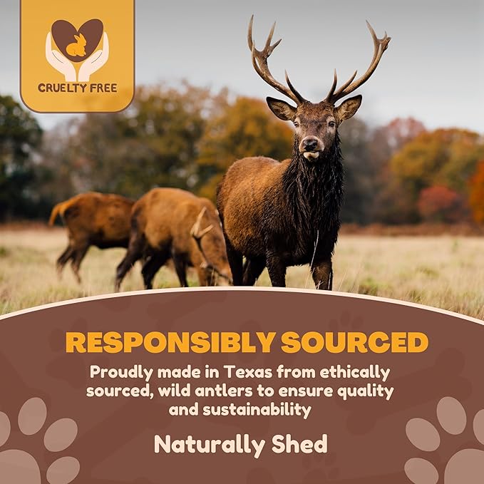 WhiteTail Naturals - Deer Antlers for Extra Small Dogs (12 Pack) Natural Dog Antler Chews for Puppies & Small Aggressive Chewers - Long Lasting Chew Bones