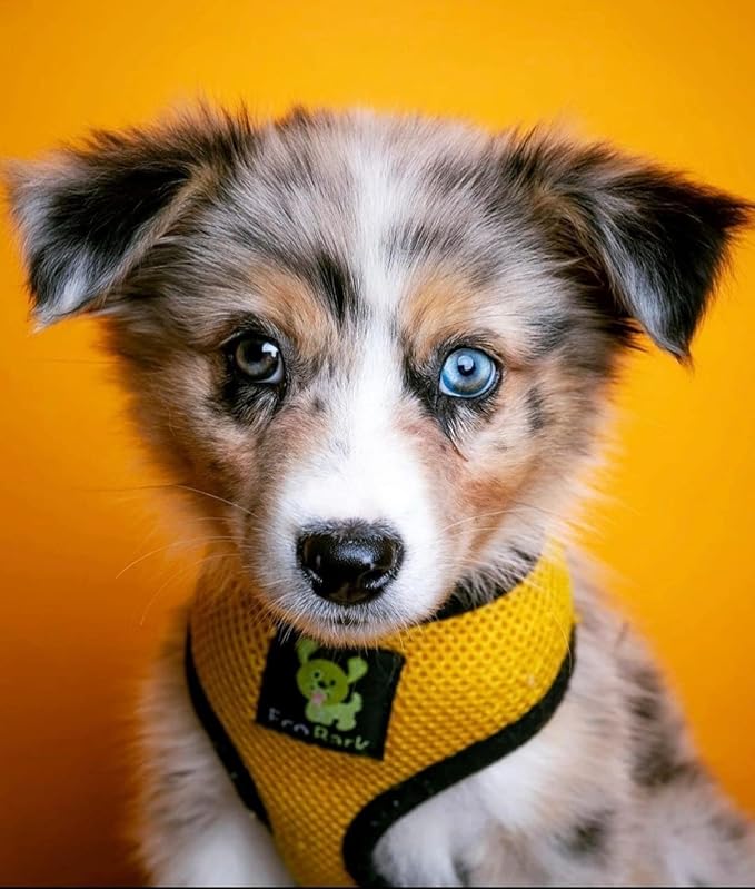 EcoBark Dog Harness - Eco-Friendly Max Comfort Harnesses - Luxurious Soft Mesh Halter - Over the Head Harness Vest- No Pull and No Choke for Puppy, Toy Breeds & Small Dogs (Small, Yellow)