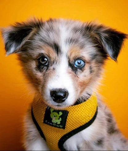 EcoBark Dog Harness - Eco-Friendly Max Comfort Harnesses - Luxurious Soft Mesh Halter - Over the Head Harness Vest- No Pull and No Choke for Puppy, Toy Breeds & Small Dogs (Small, Yellow)
