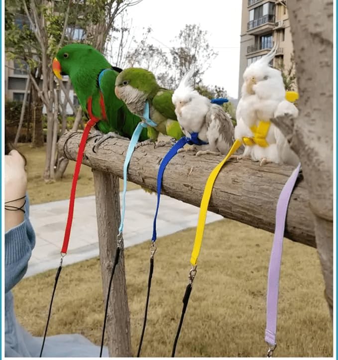 Pet Parrot Bird Harness Leash Adjustable Bird Flying Harness Traction Rope with Cute Wing for Parrots Pigeons Budgerigar Lovebird Cockatiel Mynah Outdoor Training Toy (L, Purple)