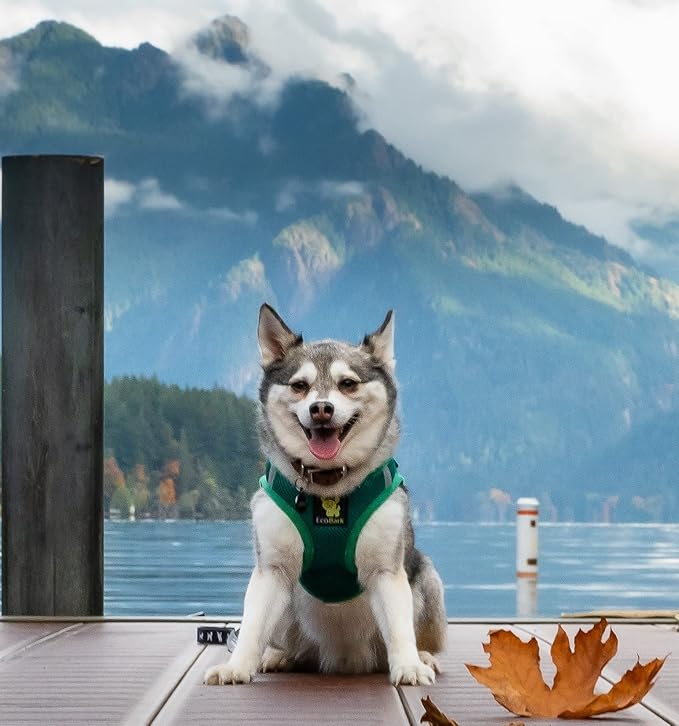 EcoBark Step in Dog Harness - Eco-Friendly Teacup Dog Harnesses for XXS, XS, and Small Breed Dogs - Reflective and Adjustable Mini Body Halter Vest -Tiny Soft Mesh Toy Breed Harness (Forest Green, XS)
